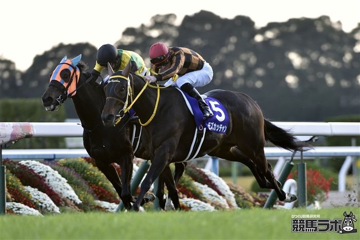 keibalab's tweet photo. 【やったねカッチャン】
2017年11月12日、エリザベス女王杯。勝ったのはモズカッチャン。3度目のG1挑戦で初のビッグタイトルを手にしてから、今日で6年。
#モズカッチャン #エリザベス女王杯 
https://t.co/uZeGwzhqgm https://t.co/PHsRH9Pbra