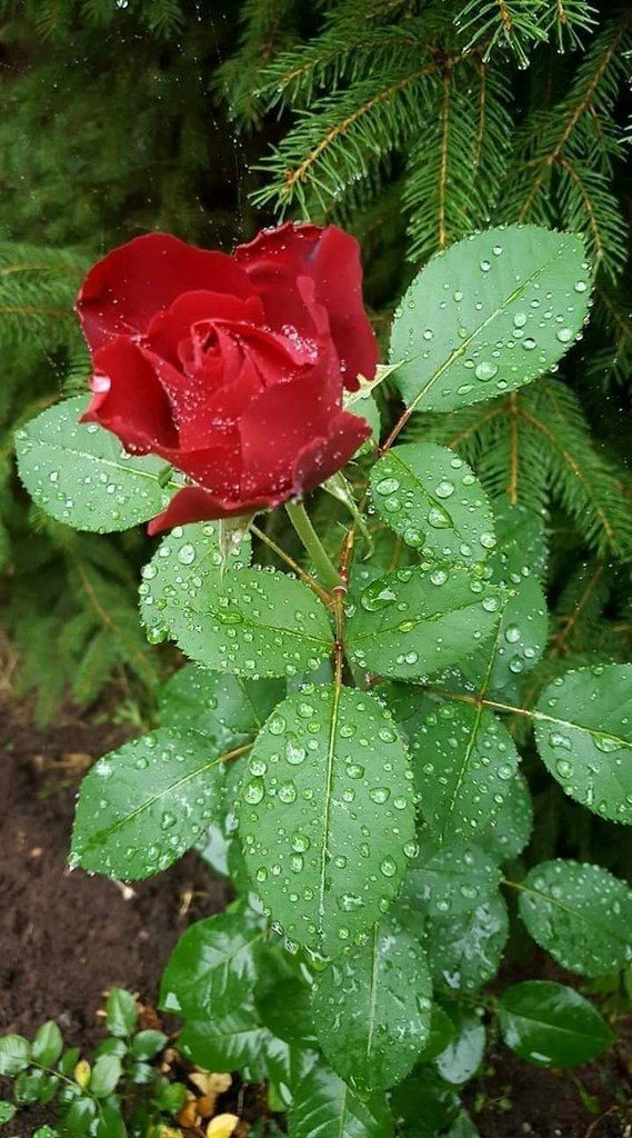 لآتجعليني بحآجة غيركِ
إهتمي بي كوني سندي
عآمليني معآمله تختلف عن آلبقيه
دعِ ضحِكآتي تتوه بأرجاءالعآلم
كوني أول آسبآب سعآدتي
وآخر منَ يحزنني🍁ممم