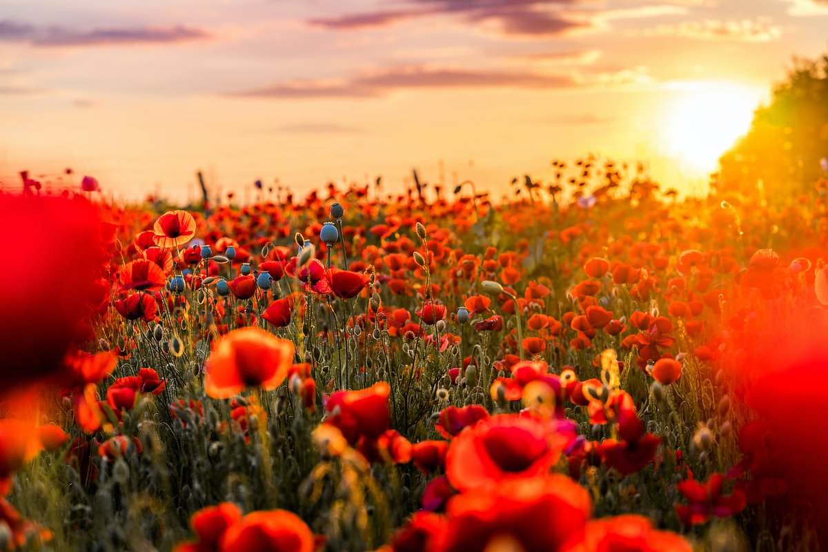 Today, Canada observes Remembrance Day, a day to remember and honour the courage and sacrifice of those armed forces members who fought for peace. Please take two minutes to silently reflect and remember those who gave their lives in service to their country.