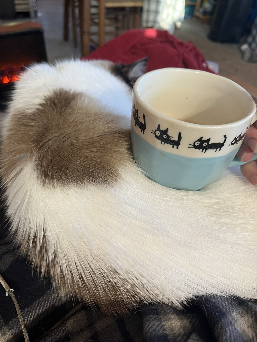 AnjaTEAgle's tweet image. #Caturday starts with chocolate black and spearmint #tea, extra strong and extra milky in the cat cup and Kitsune on my left leg. It’s her favorite leg of all the legs.
#tealife