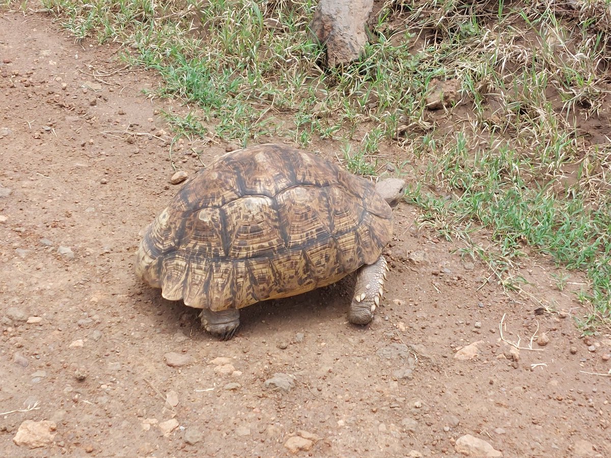 I've moved on from the jungles of Uganda, and this morning I did a safari in Kenya, and saw this guy move faster than the Spurs defence