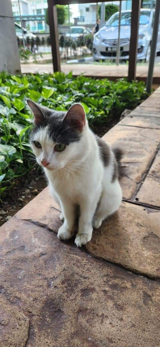 Kucing Dijumpai

Ada yang hilang kucing? Dah lama dah nampak kucing ni, tapi takde yang mengaku owner.

Kesian..tak biasa duduk luar takut nanti malah sakit lama2 kat sini.

Kalau ada yang nak adopt boleh je, asal mandulkan dia ye.. betina.

Area Klang Lama, Kuala Lumpur