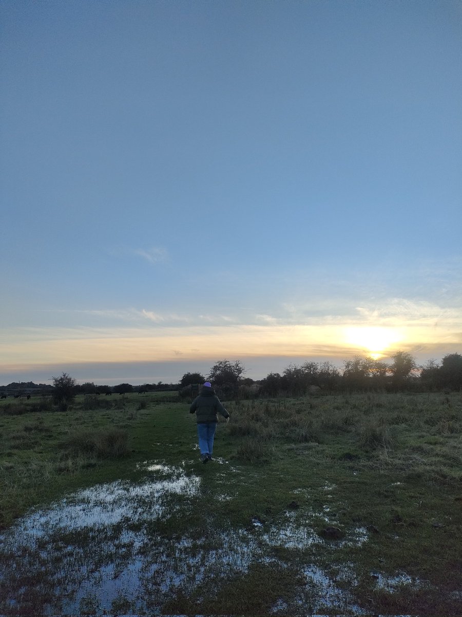 bitsnbirds's tweet photo. Another day goes by without a bearded tit in my life but Stodmarsh Nature Reserve is truly a beauty. Bonus points for a beautiful brief moment with a marsh harrier 

#stodmarsh  @NaturalEngland https://t.co/3FNSCcrOjv