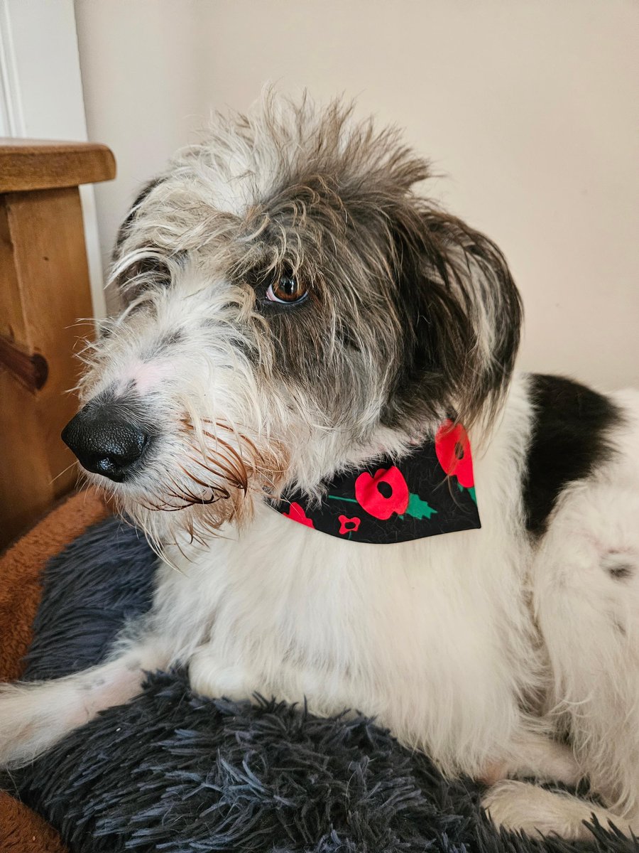 theripplepond's tweet photo. Remembrance takes many forms, each unique and meaningful. Swipe through to see the heartfelt and creative ways our staff members and their communities commemorate this period.
#RemembranceDay #Remembrance2023 #YourForcesFamilyNetwork #TheRipplePond #TRP https://t.co/y4uikEBodM