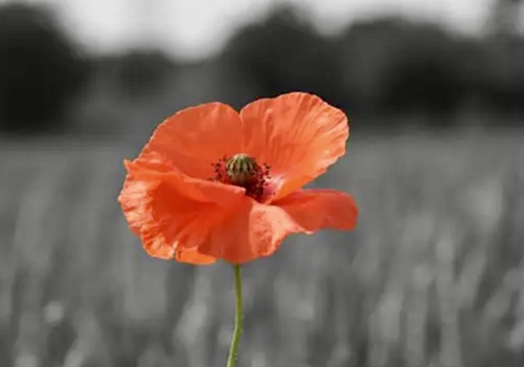 Zeppsgear tweet media