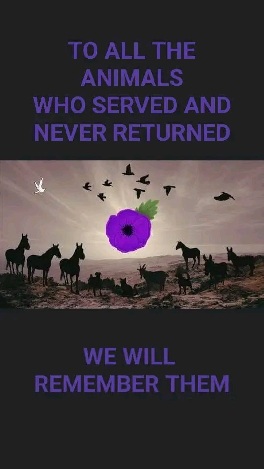 AndreaJackGoro's tweet image. Heartbreaking! #RemembranceDay #LestWeForget2023 #Animalsofwar
