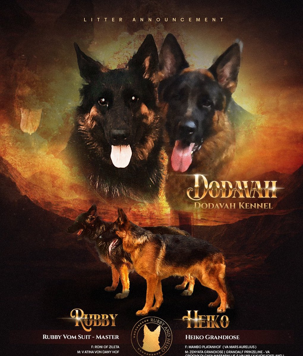 IGNITE German Shepherds tweet media