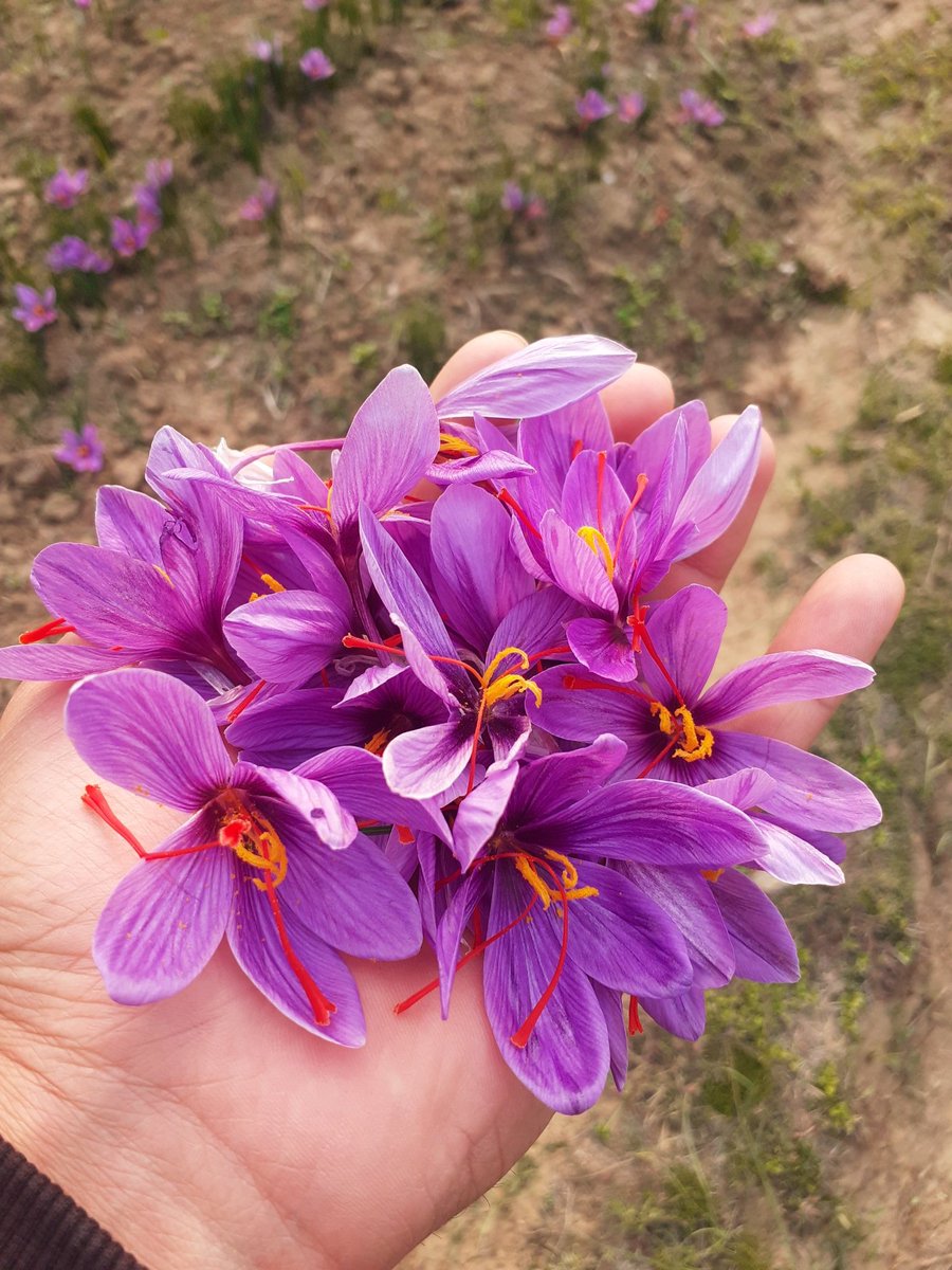 shakir_riyaz's tweet photo. #Saffron #Pampore #BumperFlowering https://t.co/0DbrVRGN5z