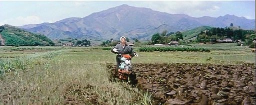 unbonvinblanc's tweet photo. 成瀬巳喜男の映画「鰯雲」の母親の台詞に「春嫁にしろよ、秋嫁なんか貰ったら大損こくぞ」があって、春に嫁を迎えたら田植え､草取り、稲刈りと労働力として存分に使えるが､秋の嫁入りだと冬の農閑期をまるまる遊ばせるから損だとの意味。明治の寒村ではなく昭和30年代の本厚木の物語だという衝撃。 https://t.co/3md8VU3enj
