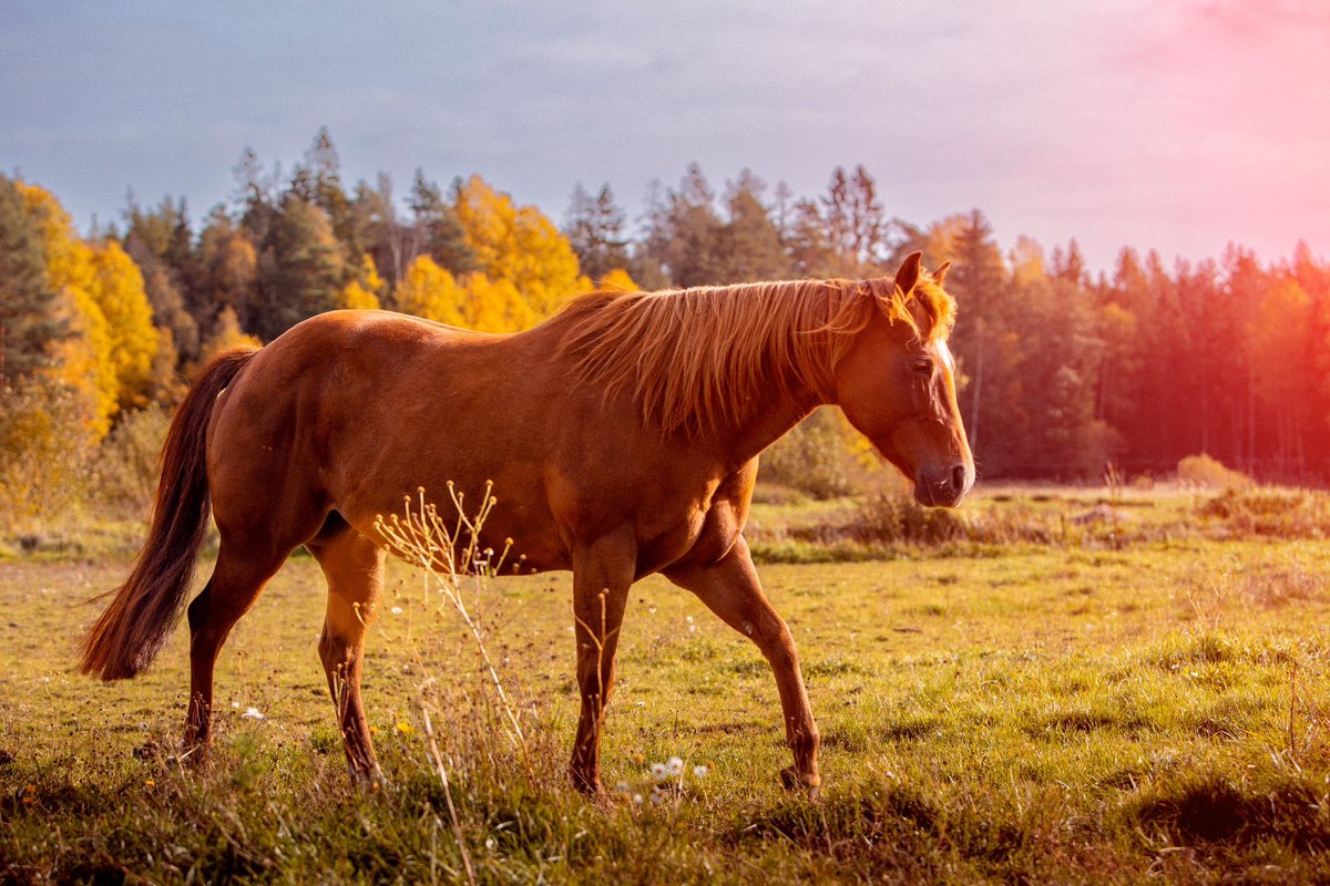 Horses 🐎 #western #quarterhorses #horses #häst