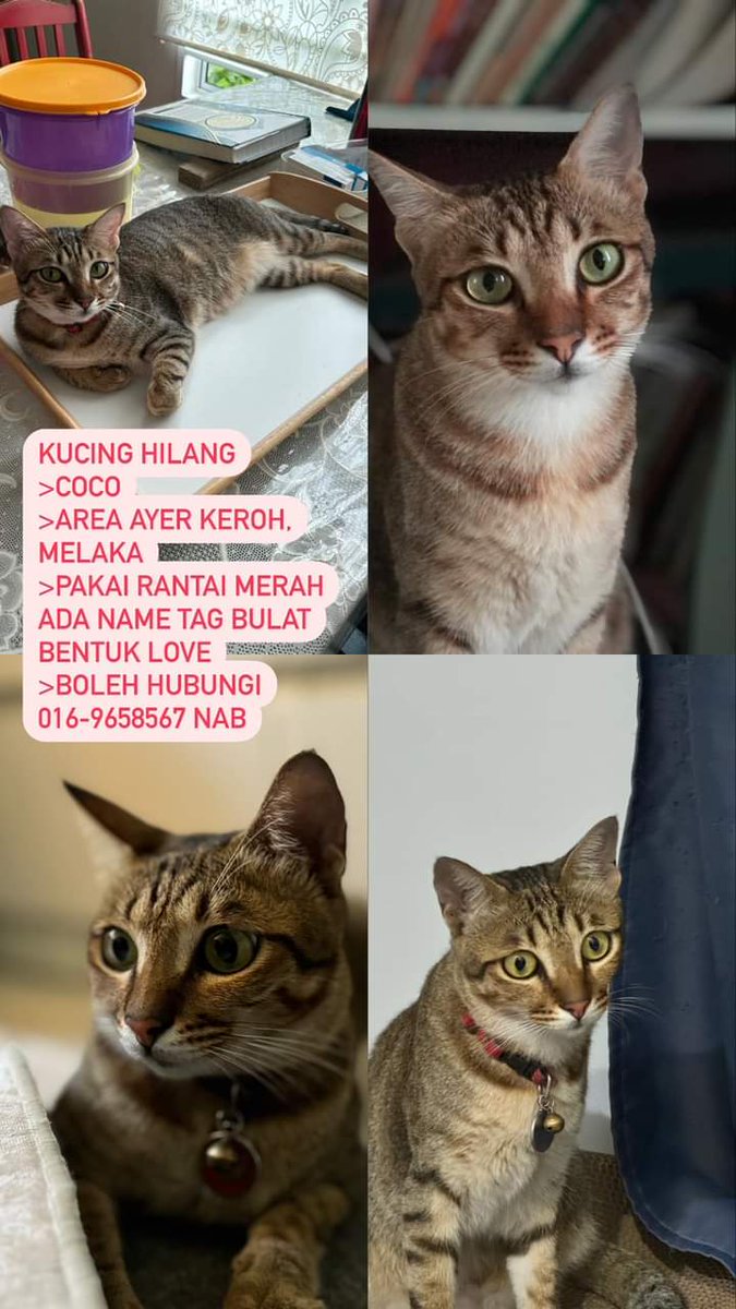 Kucing Hilang Hi semua. Minta jasa baik, esiapa ada nampak kucing saya, minta tolong contact nombor dalam poster. Hilang di Taman Muzaffar Syah, Ayer Keroh, Melaka. Terima kasih banyak2