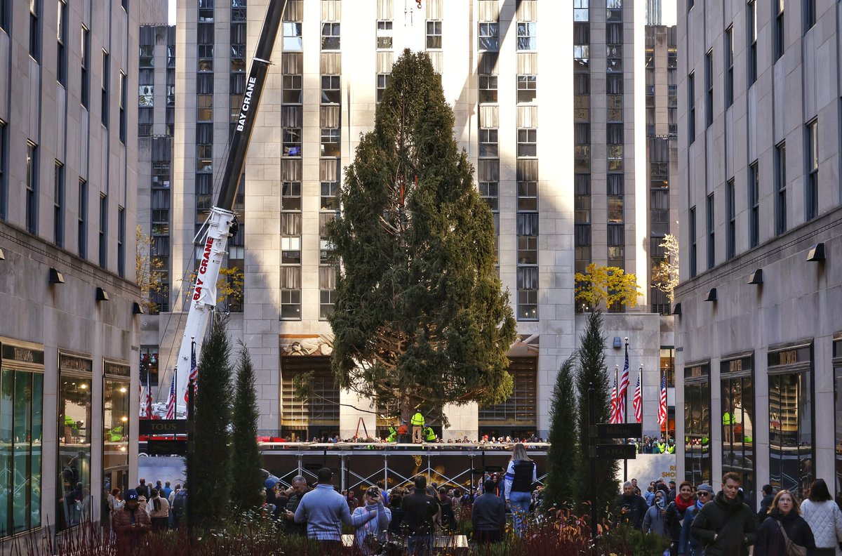 The Rockefeller Center Christmas tree is in place waiting to be decorated after arriving in New York City, Saturday morning #newyorkcity #nyc #newyork @rockcenternyc #christmastree