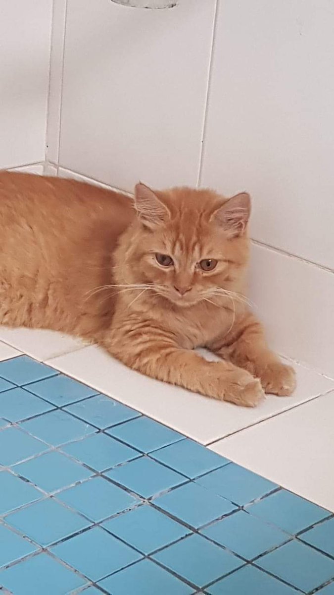 Missing Cat His name is Tubby (neutered). He was last seen near my friend's house in Seksyen 5 (Jalan 5/13J), Petaling Jaya, Selangor on the 31st of October 2023. He was wearing an Apple Airtag on his orange collar. Ll If found pls contact Niki 0143248027