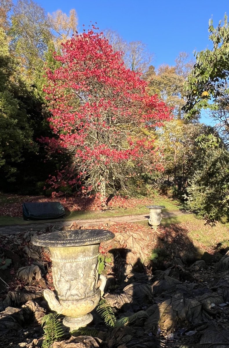 Autumn colours at Mount Stuart. 🌝 #ilovebute