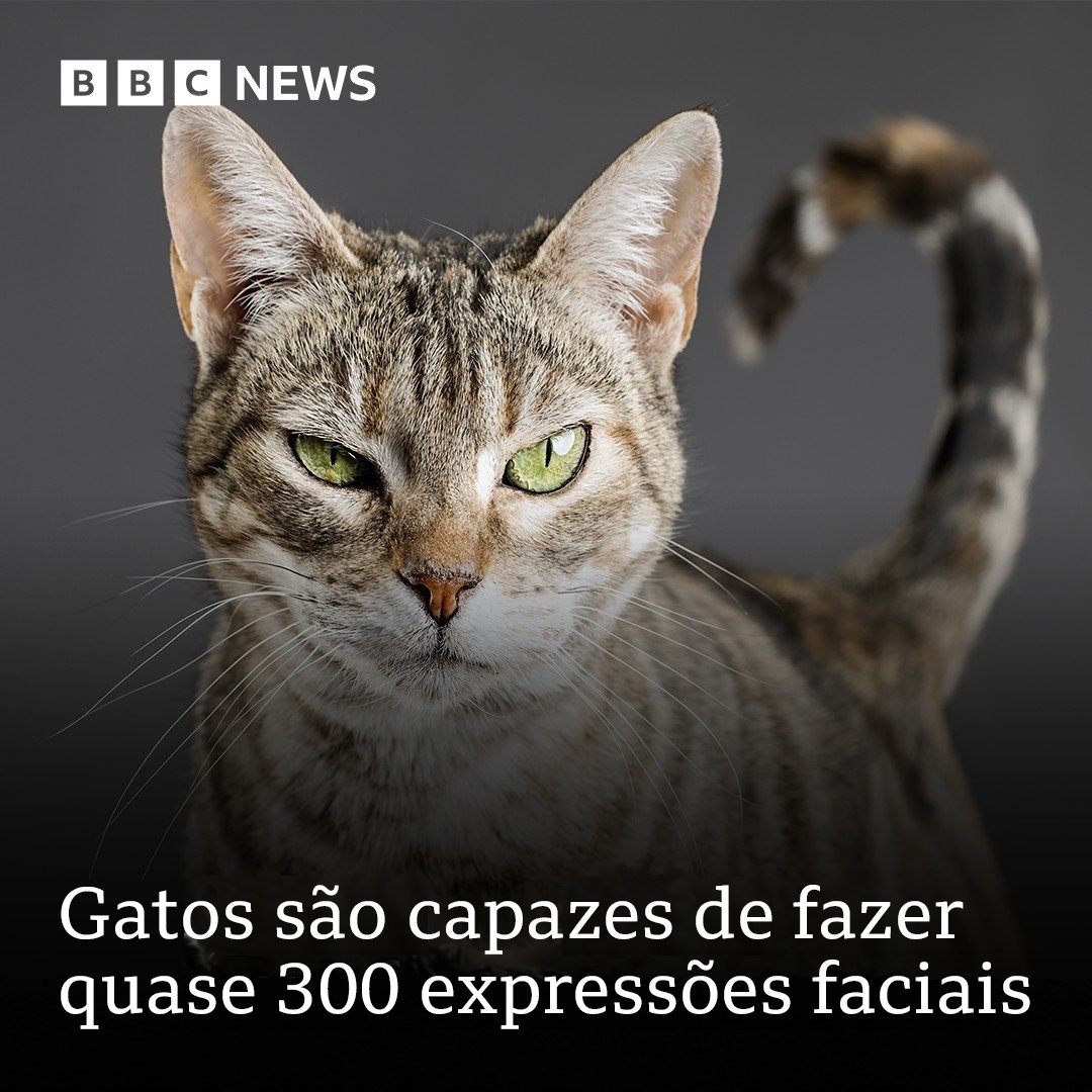bbcbrasil's tweet photo. Os gatos têm algumas expressões em comum com os humanos, e que podem ter sido aprendidas ao longo dos 10.000 anos de convivência conosco https://t.co/mL2FCjDNEy https://t.co/LwepSURjXX