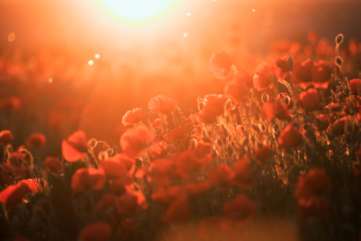 Lest we forget. Thank you to our Veterans and Soldiers for your Service and Sacrifice. 🙏 ❤️