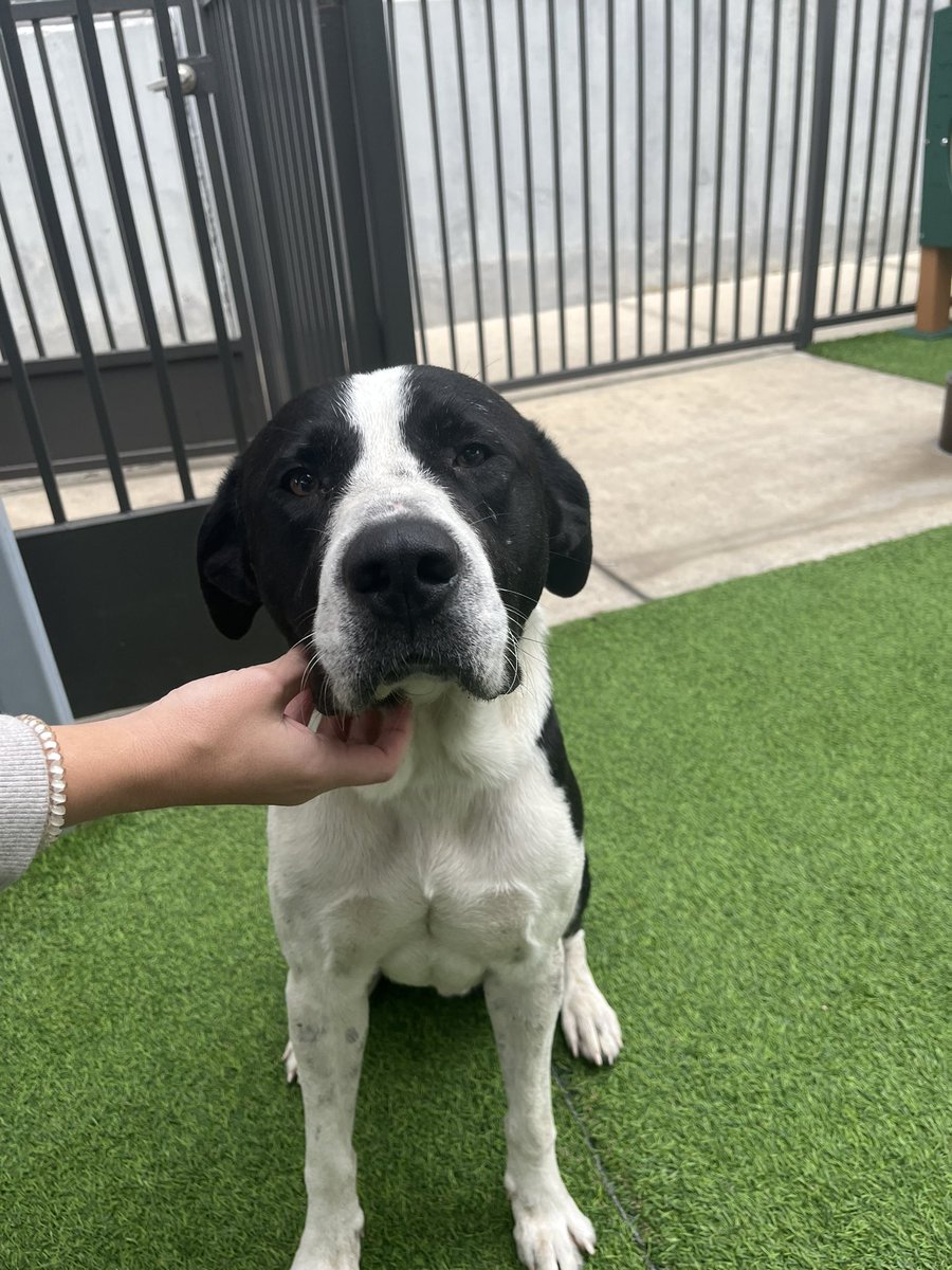 GerlichA's tweet photo. Found near Shepherd and 25th. Do you know his owner? https://t.co/k2VkbhGMIx