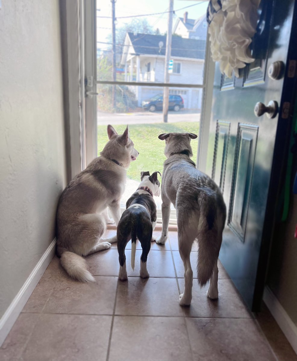 The Proper Poochies tweet media