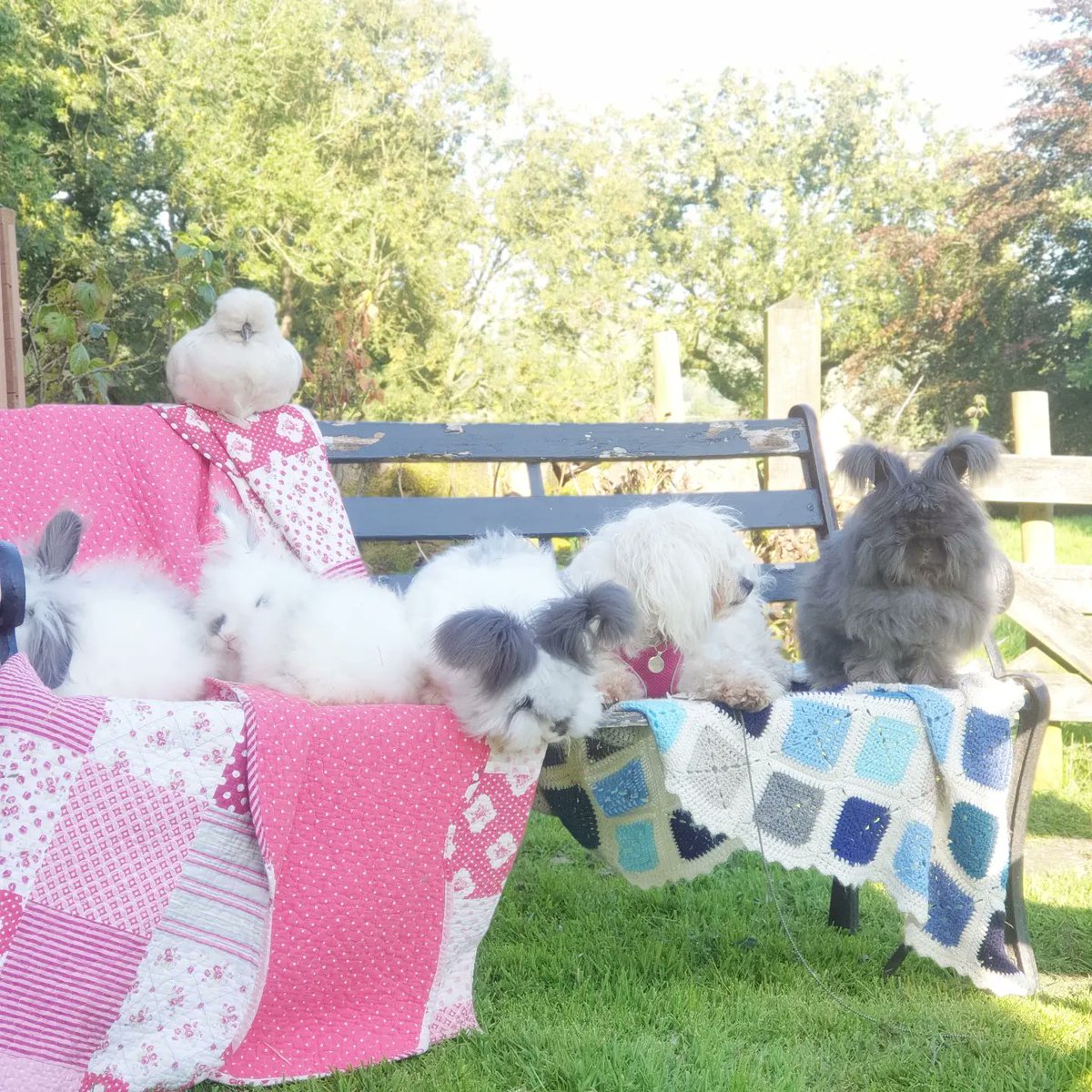 Meet some of the family... #autumn #angora #bunny #rabbit #family #countryside