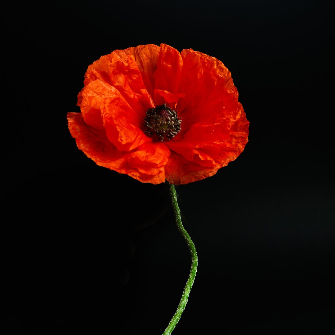 Today I'm sharing a post from our retreat-in-progress, Chateau Lachute:

Today we reflect. We observe Remembrance Day while knowing there are so many ongoing conflicts in our world. Lest we forget those who fought for peace in our past.

#LestWeForget #JeMeSouviens #WeRemember