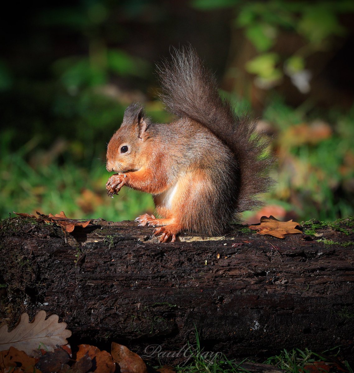 #redsquirrels #NaturePhotography #nature