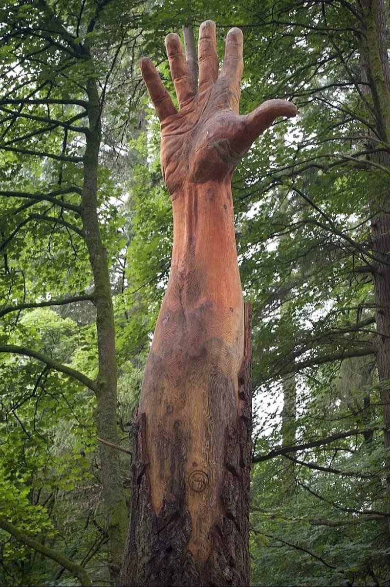 There was this tree in Wales that was 124 years old, it reached higher than a 20 storey building (63.7m (209ft) It was damaged in a storm and had to be felled. Artist Simon O'Rourke carved what remained into this hand as a memorial, a last attempt to reach the sky 📸 Simon…