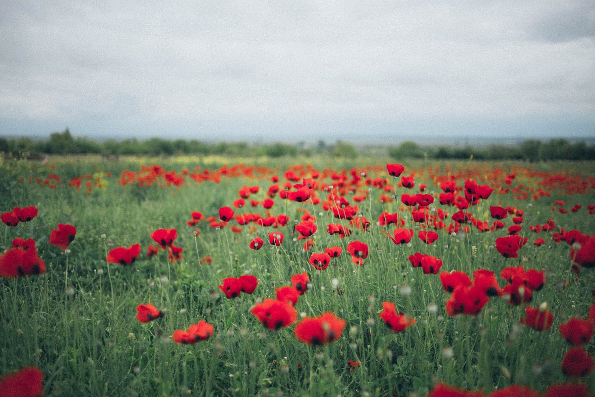 In Flanders fields the poppies blow Between the crosses, row on row,     That mark our place; and in the sky     The larks, still bravely singing, fly Scarce heard amid the guns below. -from John McCrae's 'In Flanders Fields'