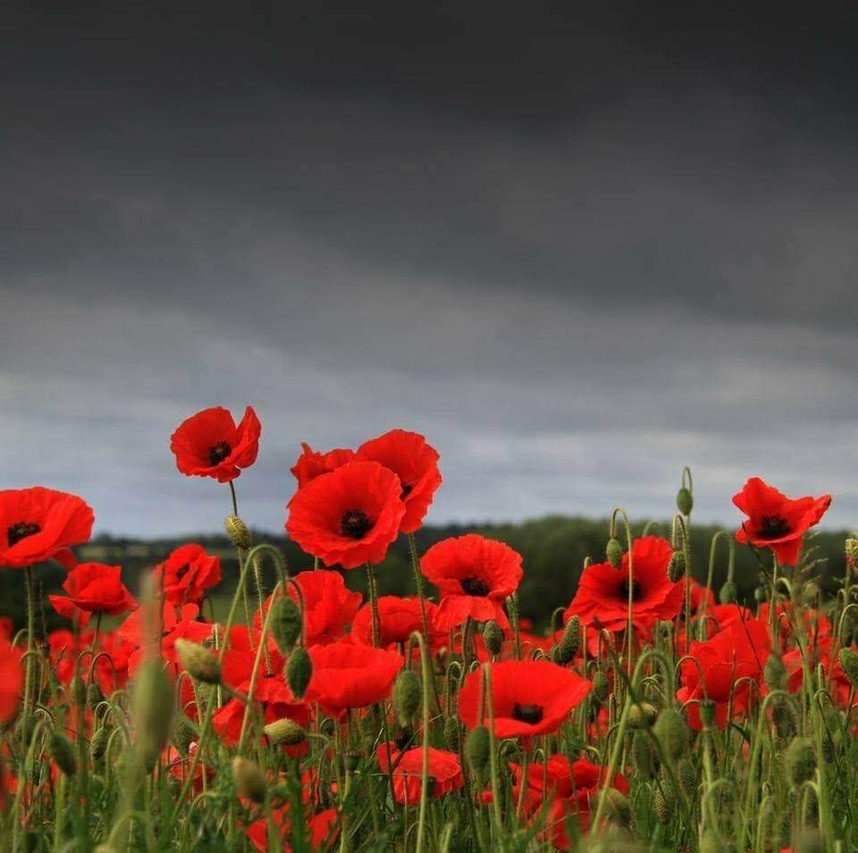 Nous nous souviendrons d'eux 🌺 Lest we forget