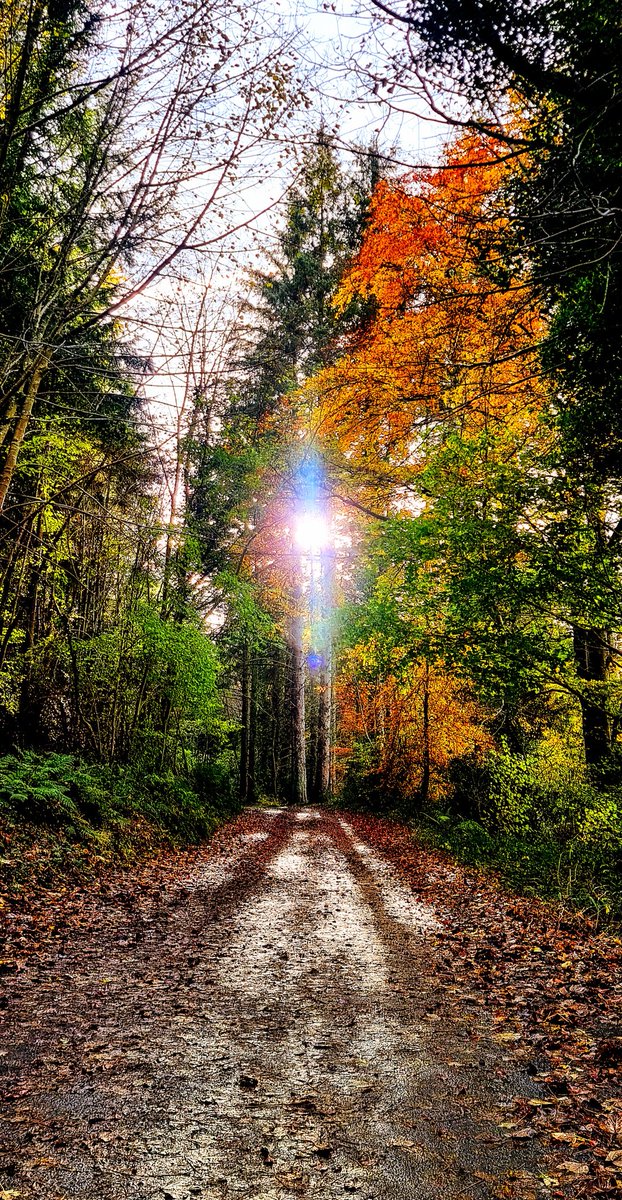 Beautiful sunlight coming through Autumn trees in Kilbroney Forest Park @CarlingfordIRE @WeatherCee @NationalTrustNI @PictureIreland @ThePhotoHour @EnjoyTheMournes