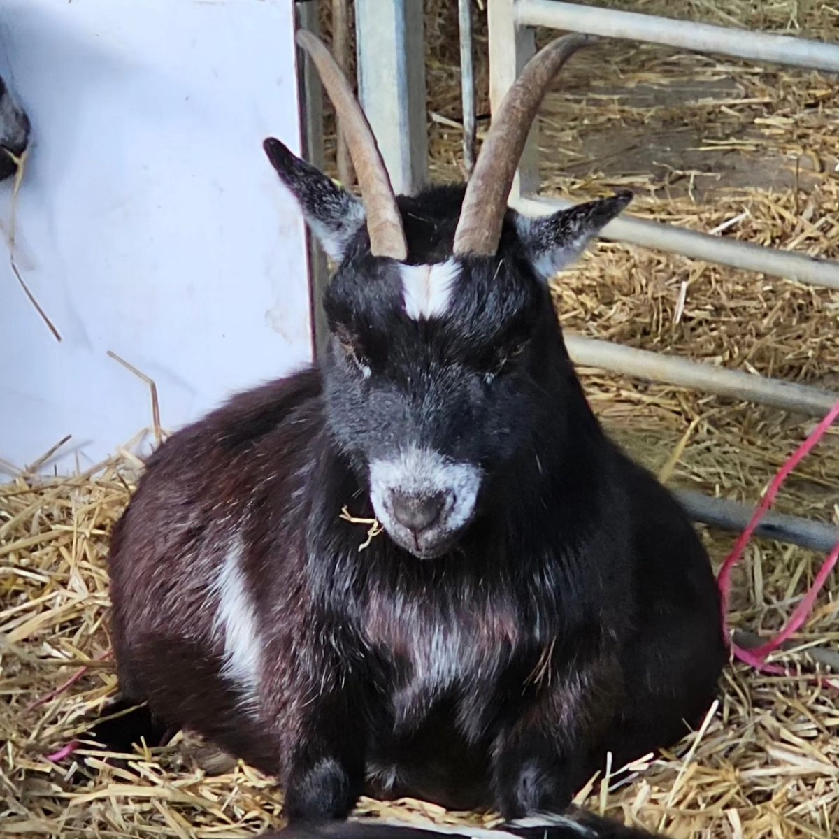 Nice day out with the nephews and farm animals #rovesfarm