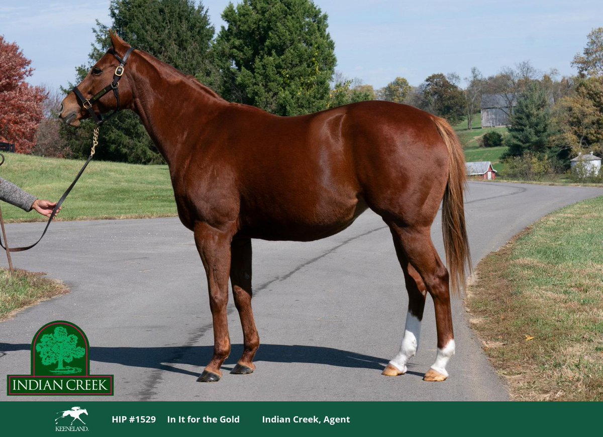 Hip 1️⃣5️⃣2️⃣9️⃣ is IN IT FOR THE GOLD. In foal to MGSW sire AUTHENTIC. Selling Sunday @keenelandsales November Breeding Stock Sale. 🔗 catalog.keeneland.com/k323/catalog/h…