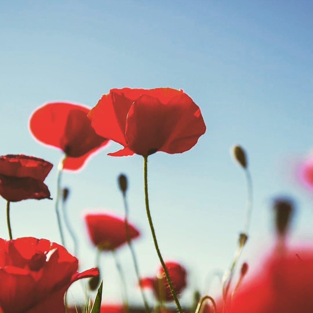 Fantastic to see so many out for the Armistice Parade in Bedworth, one of very few held on 11th November every year. 
Proud of all the cadets and staff who attended today. <a href="/wbwaircadets/">wbwaircadets</a> <a href="/ComdtAC/">Commandant RAF Air Cadets</a> <a href="/WandWAirCadets/">Wales & West Region</a> <a href="/WMRFCA/">West Midland Reserve Forces & Cadets Association</a>