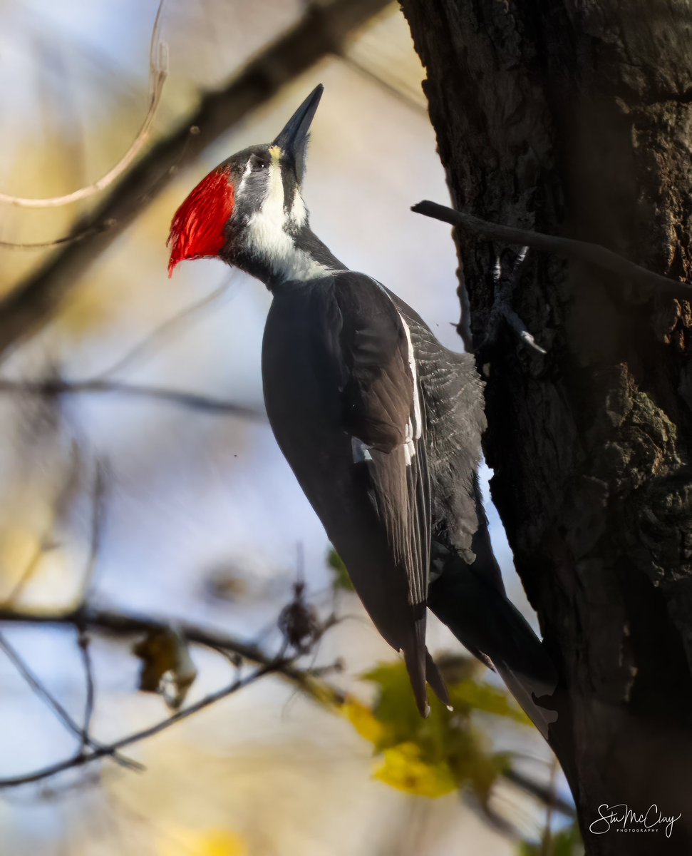 Female Pileated Woodpecker. She was very active with her mate but very difficult to capture both in sunlight and unobstructed. One good shot out of dozens attempted.