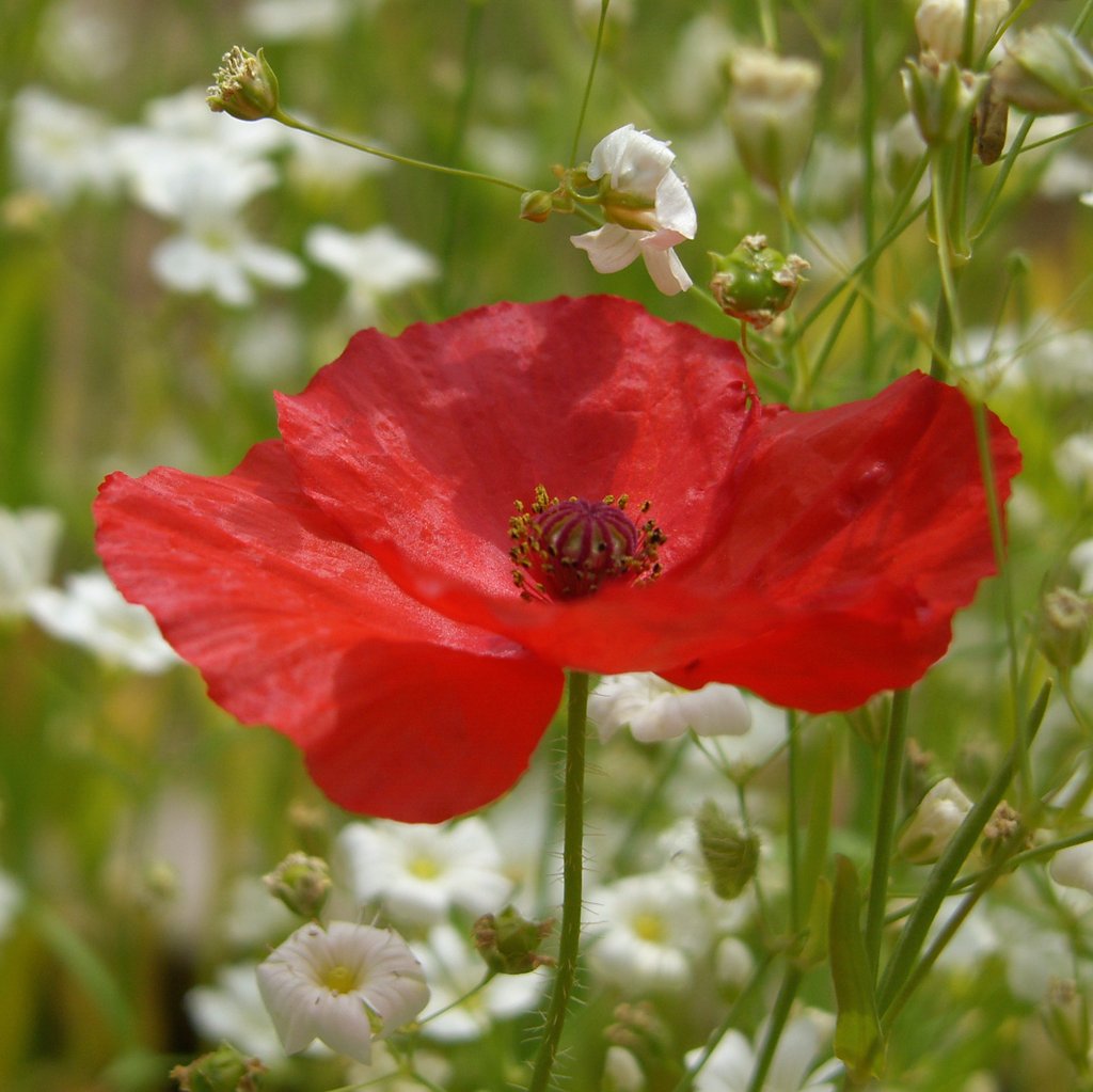 We remember. #RemembranceDay #CanadaRemembers