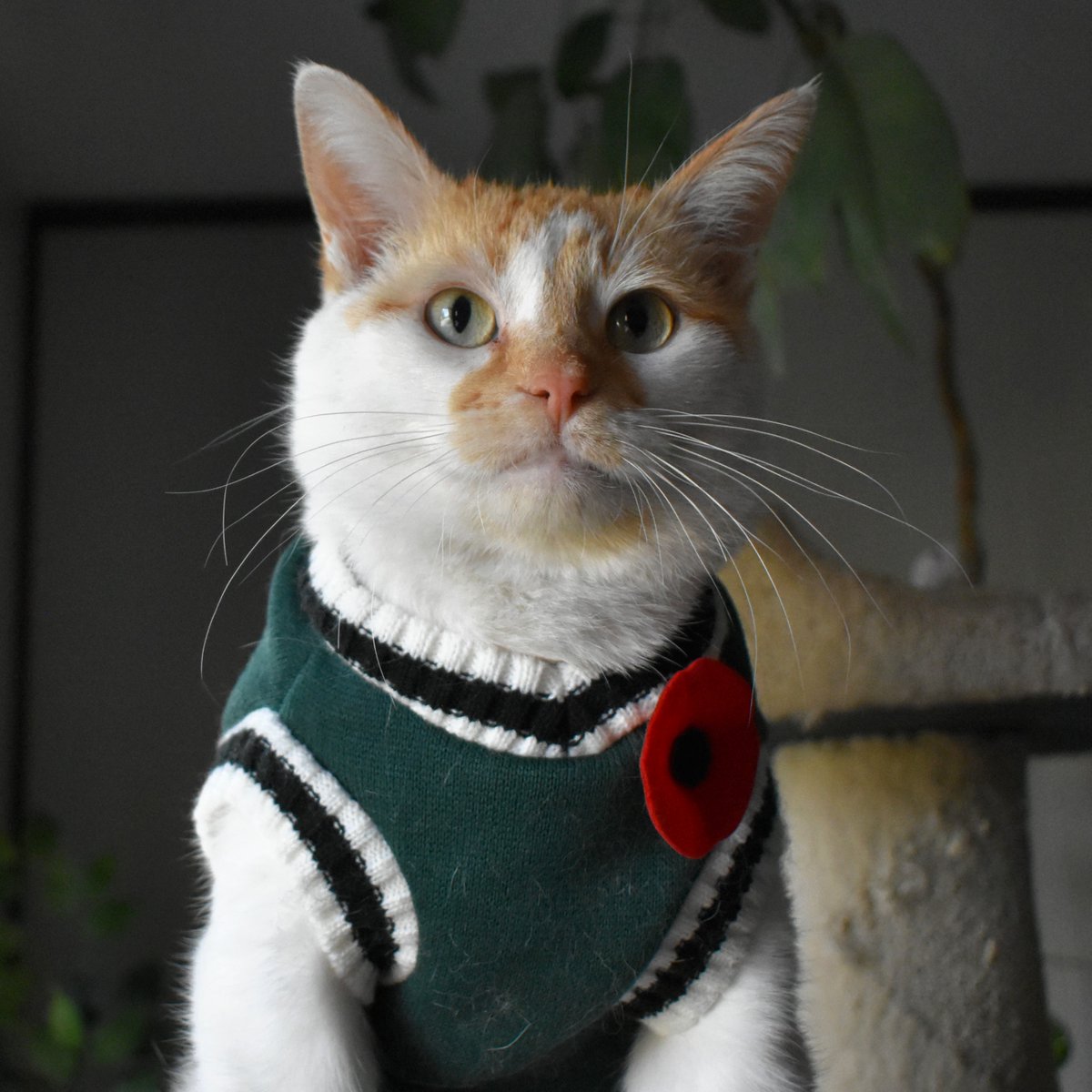 I wear a poppy on my vest
To onner doz dat fot
To show how gwateful dat I be
For all da peas dey brot

I wear a poppy on my vest
To show I not forget
Da bwavery and sakweefise
Of each and ebery vet

#CheddarPoetry #RemembranceDay #Poppy #DeezVetsBeBwaveFitersNotBumbumHolePokers