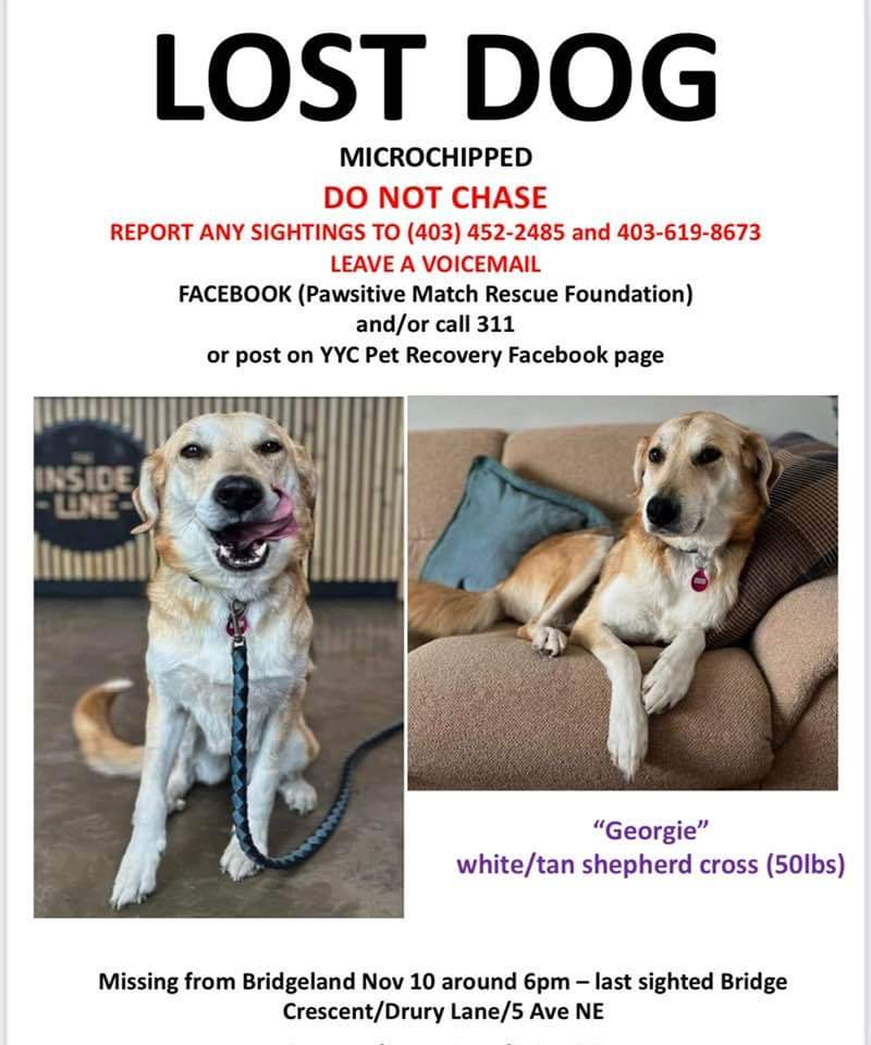 Is Twitter still good for anything? I have strong doubts. But maybe finding lost dogs. Can y'all find this lost foster dog? Or at least 're-X' it? Lost in Calgary last night, Bridgeland/Renfrew area.