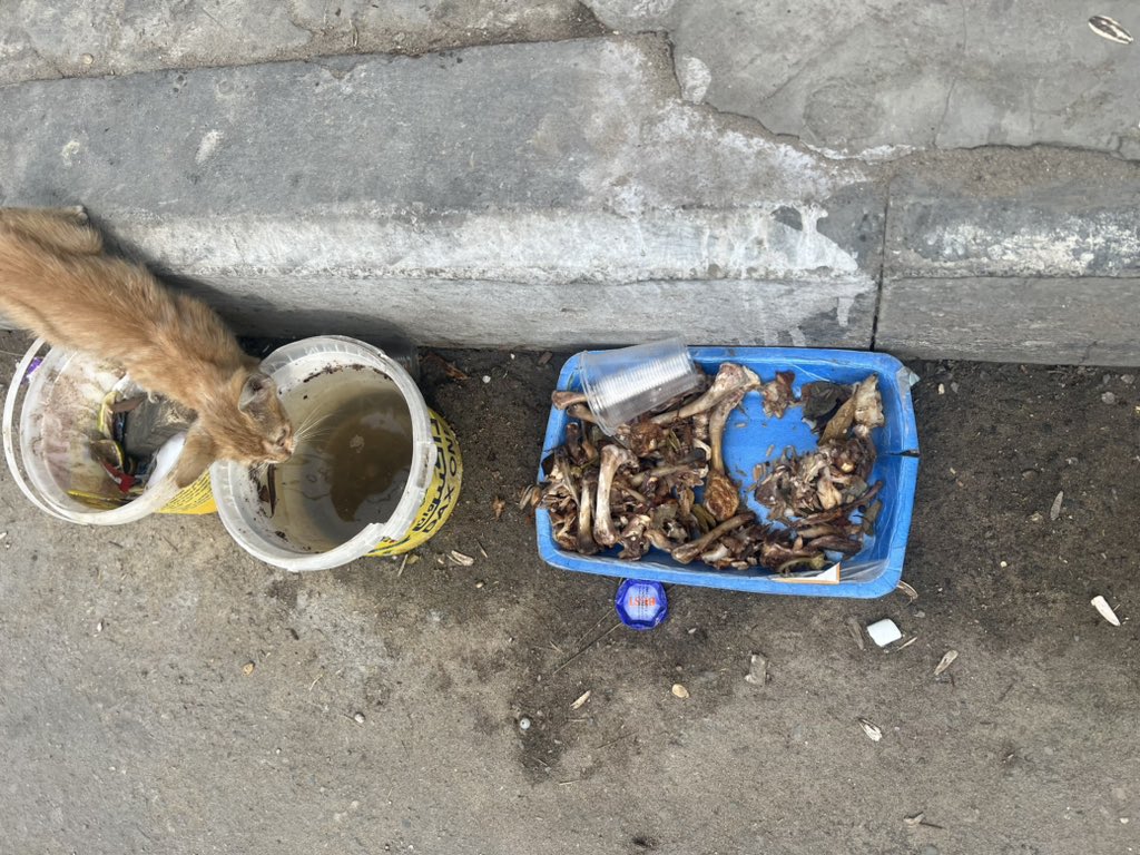 Everywhere you go in Gaza, you will find people caring for stray dogs 🐕 and cats 🐈. For this humanity Israel hates Gaza. For its love of life.