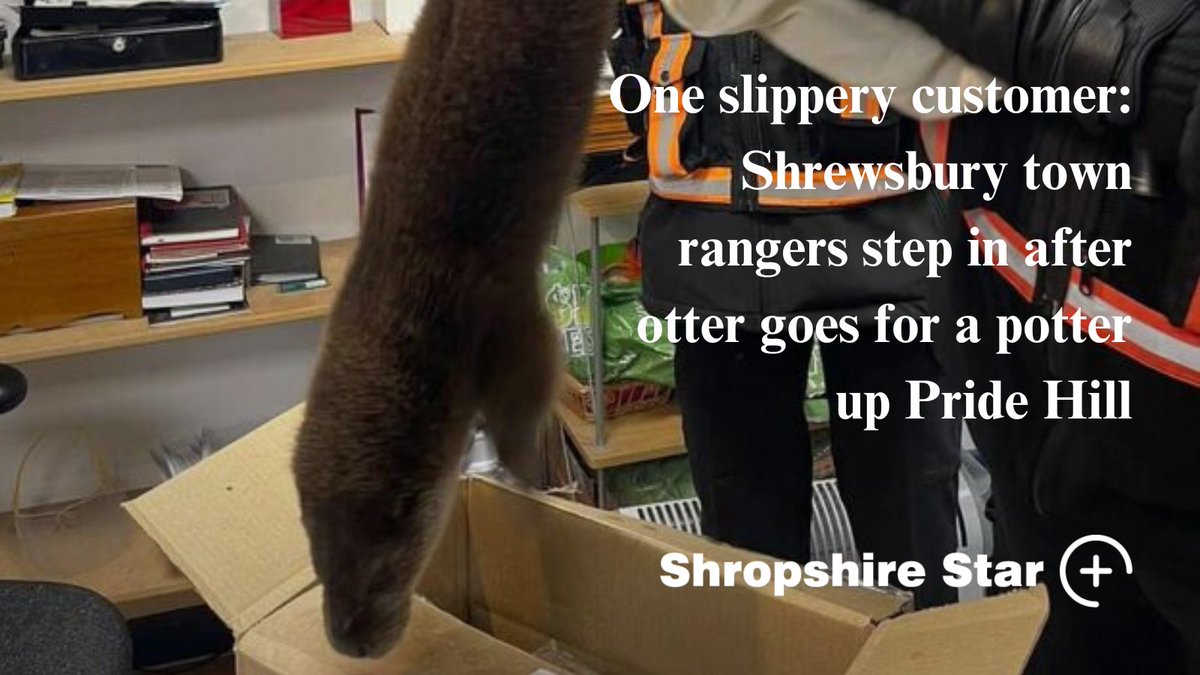 ShropshireStar's tweet image. Shoppers had to do a double take earlier today when an otter went for a potter in Shrewsbury town centre.
The otter, assumed to have taken to dry land from the River Severn, was seen wandering up Pride Hill earlier today.
shropshirestar.com/news/local-hub…