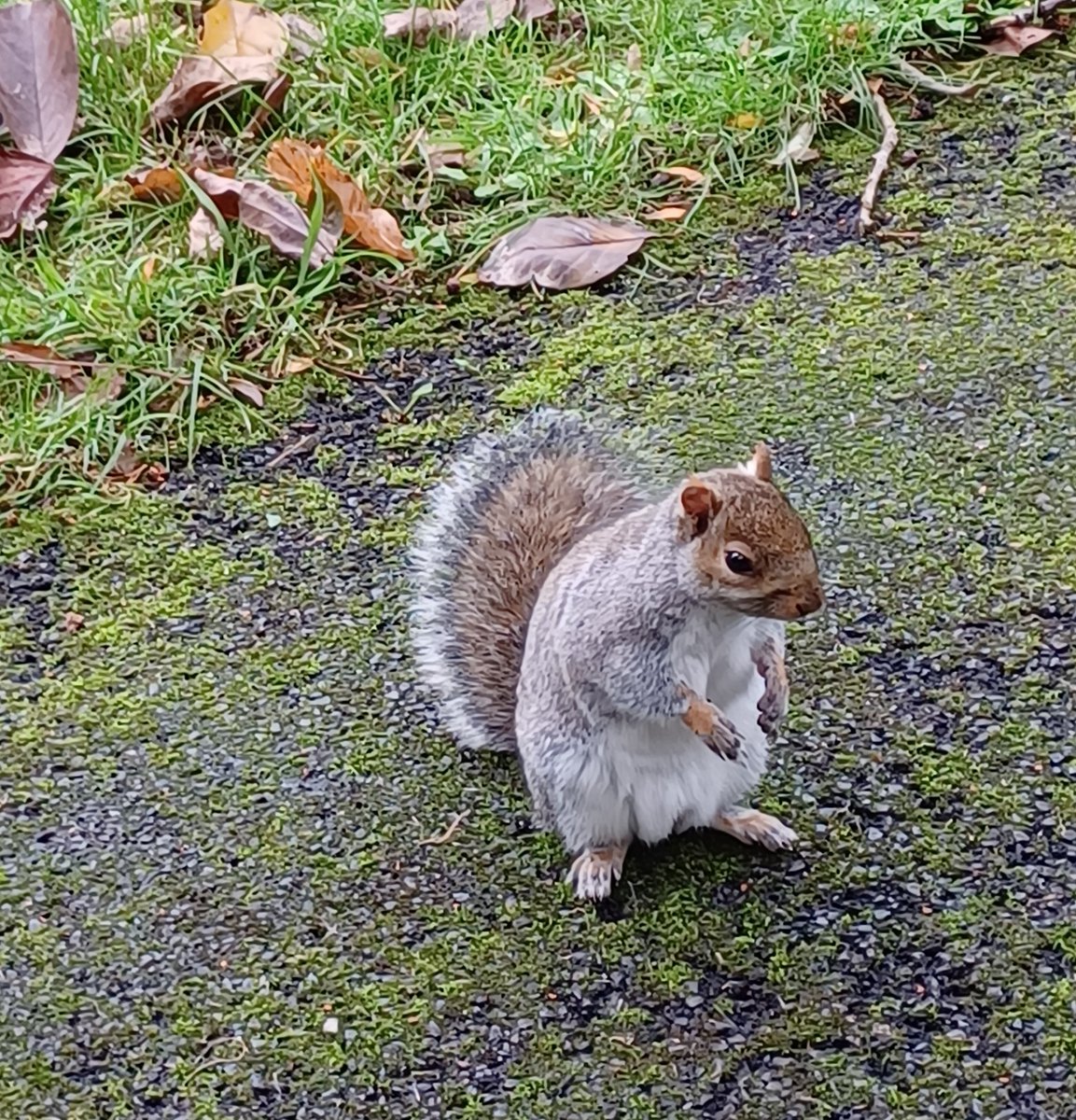 SlingsbyElaine's tweet image. #SpottedOnMyWalk #GetOutside #Walking 
Tessier Gardens #Babbacombe #Devon