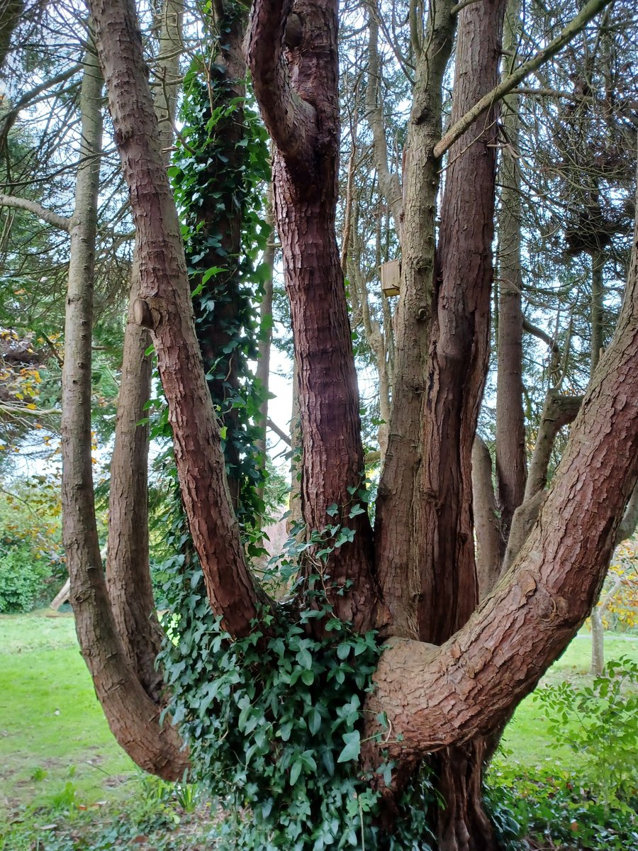 SlingsbyElaine's tweet image. #SpottedOnMyWalk #GetOutside #Walking 
Tessier Gardens #Babbacombe #Devon