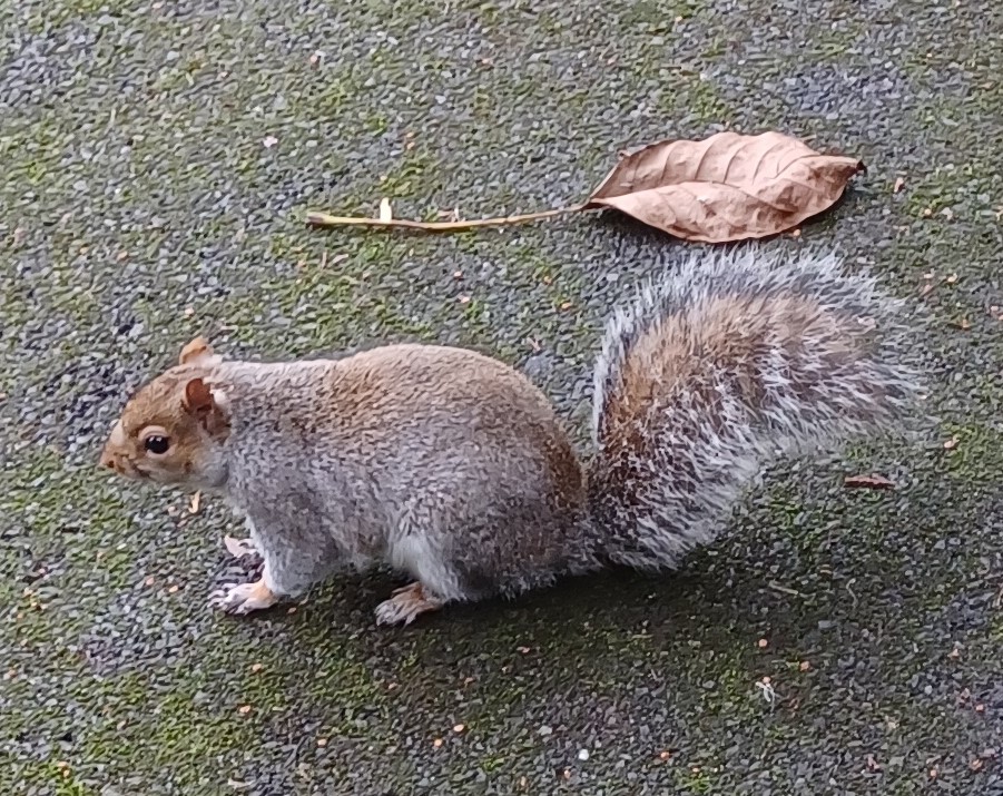 SlingsbyElaine's tweet image. #SpottedOnMyWalk #GetOutside #Walking 
Tessier Gardens #Babbacombe #Devon