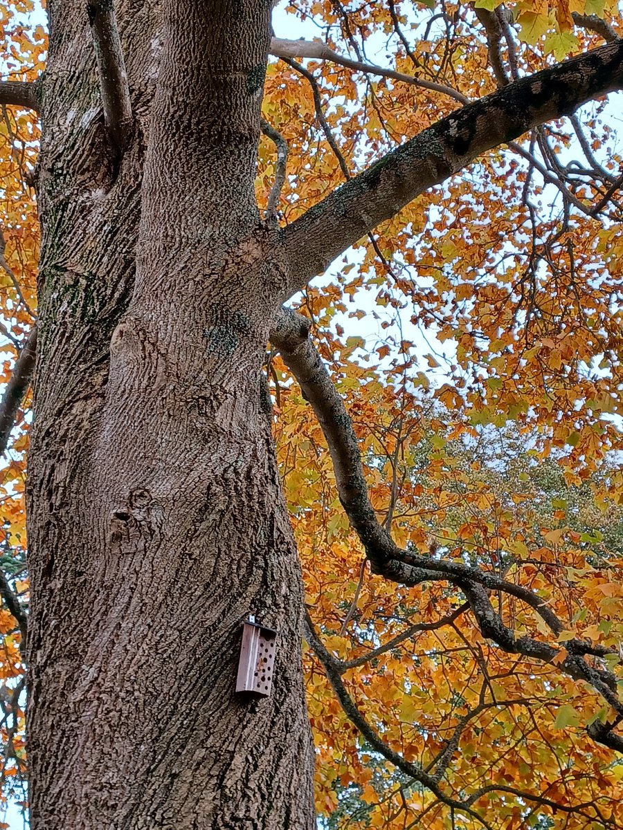 SlingsbyElaine's tweet image. #SpottedOnMyWalk #GetOutside #Walking 
Tessier Gardens #Babbacombe #Devon