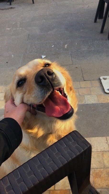 💖 (@twaniimals) on Twitter photo 