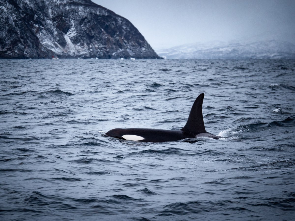 WorldSeaExplor1's tweet photo. Sail into the enchanting world of orcas in Norway! 🐋✨ Join our 3 or 6-day adventure package, where you'll witness the majestic beauty of orcas. It's a journey of a lifetime! #whalewatching #orca #norway #travel https://t.co/nuzwt34iAD