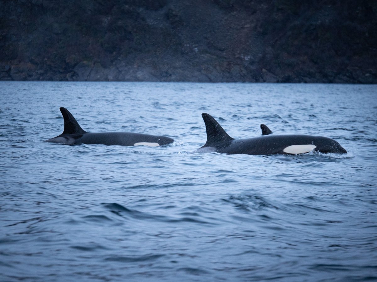 WorldSeaExplor1's tweet photo. Sail into the enchanting world of orcas in Norway! 🐋✨ Join our 3 or 6-day adventure package, where you'll witness the majestic beauty of orcas. It's a journey of a lifetime! #whalewatching #orca #norway #travel https://t.co/nuzwt34iAD