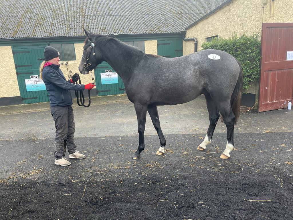 DashStud's tweet photo. Pleased to secure Bhaloo’s two half brothers today @ the Tattersalls Springhill Dispersal sale @agentbloodstock did an excellent job and I thank him for his hard word if not his photography skills !  Yearling and a two year old, now named Mowgli and Louie (what else)! https://t.co/uVaZmXXiZR