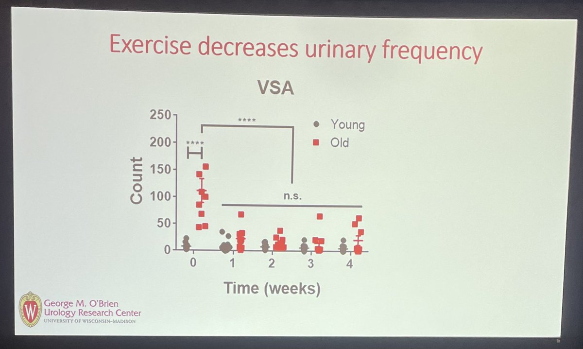 “After just one week of running on the wheel, (older mice) have significantly reduced symptoms of BPH, more similar to a younger man.” 🏃🏽
Great talk <a href="/LabRicke/">Ricke Lab</a>! 

#SBUR2023