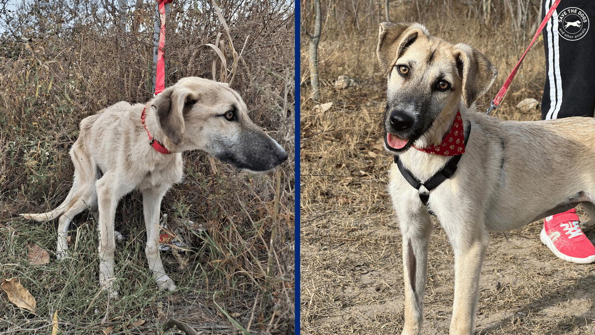Save the Dogs and Other Animals tweet media