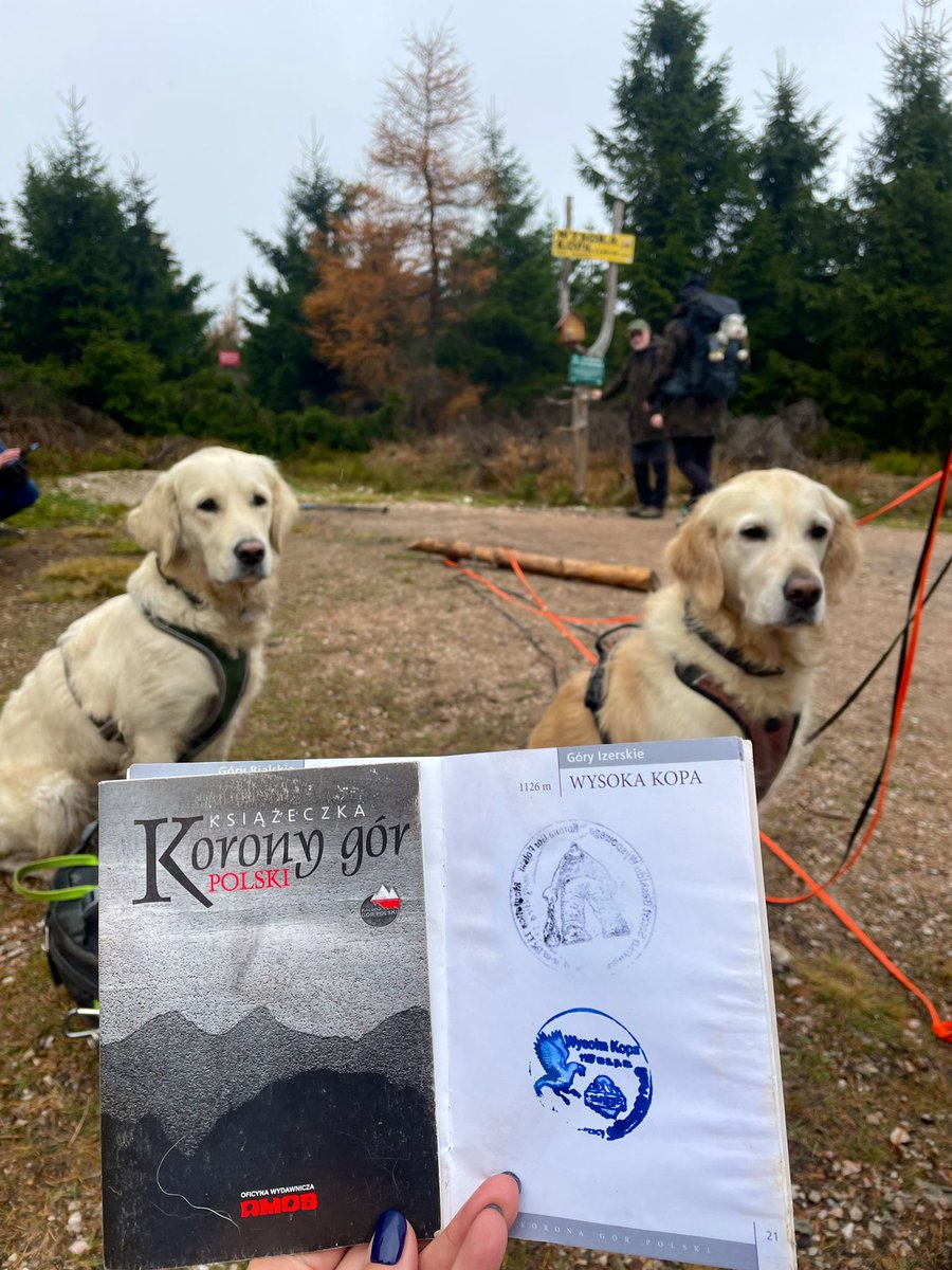 beceenPL's tweet image. Obok, na Szyszaku i Szrenicy, już niezły śnieg. Ale na Kopie tylko błocko. W skrócie: cudownie i pięknie. A że nasz konik to męczenie Piesków... #kgp