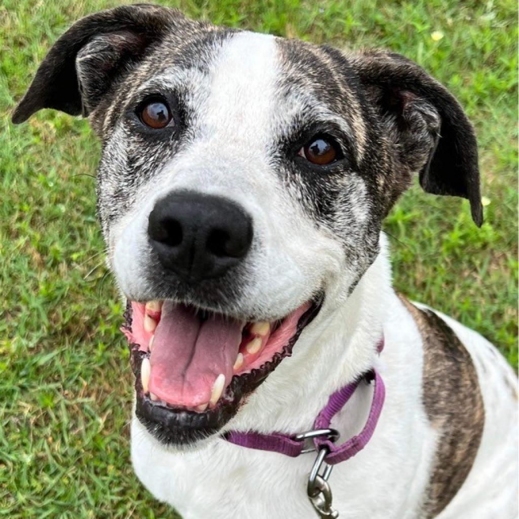 Let's spread the word about Adopt a Senior Pet Month and encourage others to consider the timeless beauty and charm of older pets. Together, we can make a difference in the lives of these wonderful animals.

alaqua.org/adopt/find-a-p…